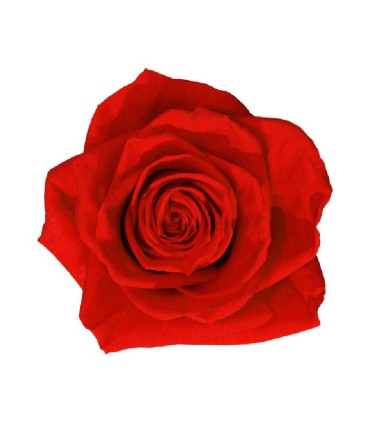 VERDISSIMO-ROSE Prémium 4P