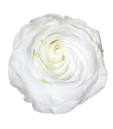 VERDISSIMO-ROSE Prémium 4P