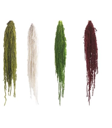 VERDISSIMO-AMARANTHUS 40/70CM
