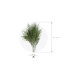VERDISSIMO-TIKI "Asparagus virgatus" les 60g