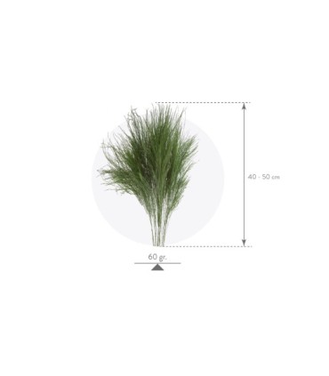 VERDISSIMO-TIKI "Asparagus virgatus" les 60g