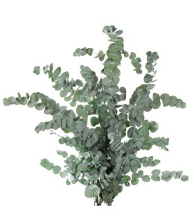 VERDISSIMO-CINEREA 40/80 VERT / 6 tiges