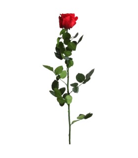 VERDISSIMO-ROSE AMOROSA / 1 TIGE