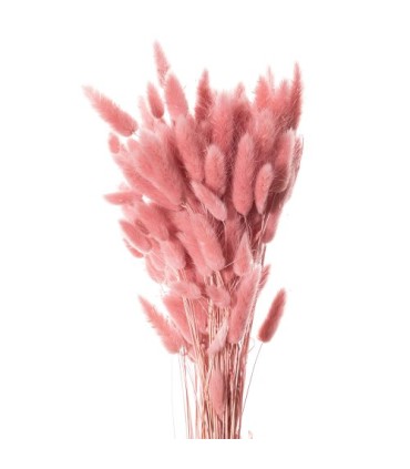 LAGURUS SECHE COULEUR 100GR