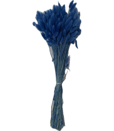 LAGURUS SECHE COULEUR 100GR