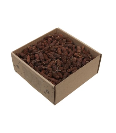 FRUIT SEC "BOULEAU" boite de 250GR