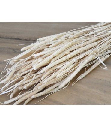 PHLEUM BLANC SACHET 100GR