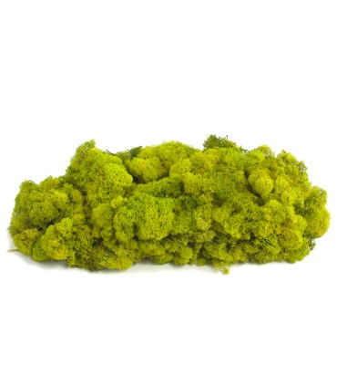 MOUSSE ISLANDE TEINTEE  500GR