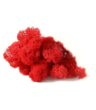 MOUSSE ISLANDE TEINTEE  500GR