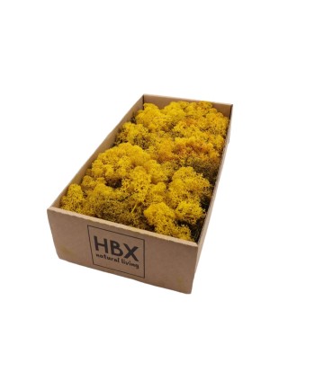 MOUSSE ISLANDE TEINTEE  500GR