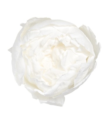 VERDISSIMO-PEONY boite 3P