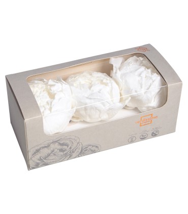 VERDISSIMO-PEONY boite 3P