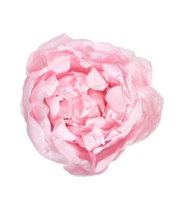 VERDISSIMO-PEONY boite 3P