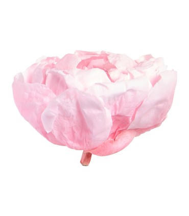 VERDISSIMO-PEONY boite 3P