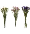 VERDISSIMO-STATICE 50/70CM les 100GR