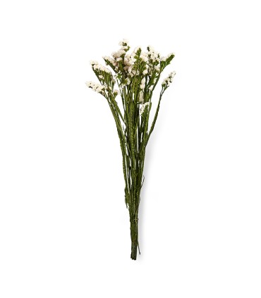 VERDISSIMO-STATICE 50/70CM les 100GR