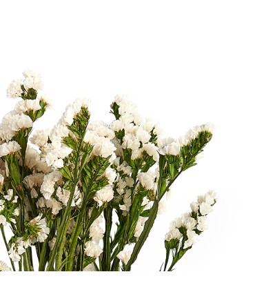 VERDISSIMO-STATICE 50/70CM les 100GR