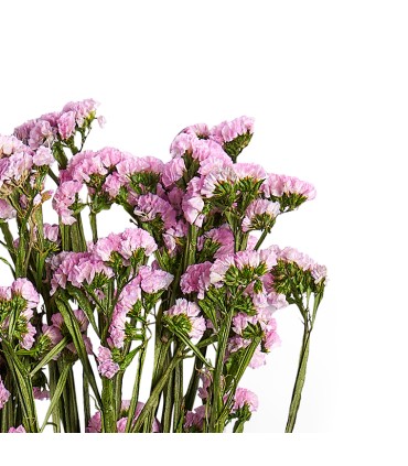 VERDISSIMO-STATICE 50/70CM les 100GR