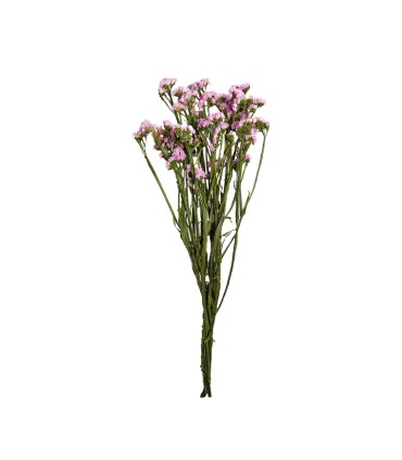 VERDISSIMO-STATICE 50/70CM les 100GR