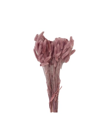 LAGURUS SECHE COULEUR 100GR