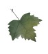 FEUILLE D'AUTOMNE 27X18CM les 6P