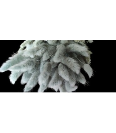 LAGURUS SECHE COULEUR 100GR