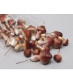 CHAMPIGNON ASSORT.BOITE 24P