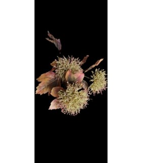 FLEURS VIBURNUM 3 fleurs H80CM les 12P