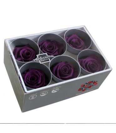 VERDISSIMO-ROSE Standard 6P