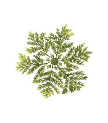 FOUGERE PLASTIQUE RONDE / 50P