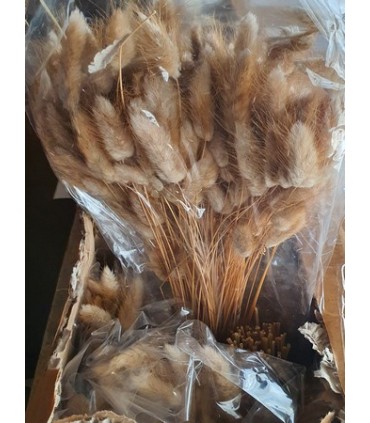 LAGURUS SECHE NATUREL 100gr