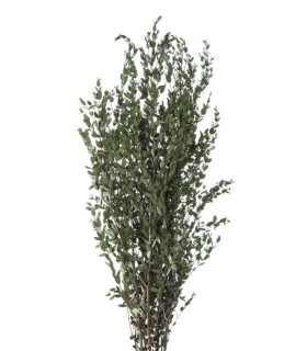 VERDISSIMO-PARVIFOLIA VERT 40/80