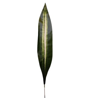 FEUILLE DE DRACENA H65CM les 12P