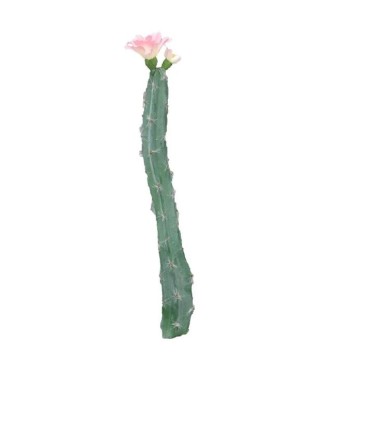 CACTUS FLEUR ROSE H36CM la pièce