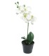 FLEUR PHALAENOPSIS BORA H35CM BLANC pièce