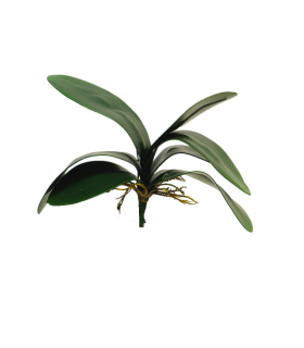 FEUILLE PHALAENOPSIS 29CM à la pièce