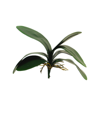 FEUILLE PHALAENOPSIS 29CM à la pièce