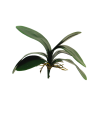FEUILLE PHALAENOPSIS 29CM à la pièce