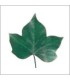 VERDISSIMO-HEDERA FEUILLE VERTE