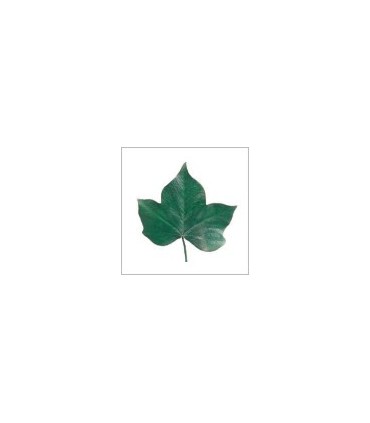 VERDISSIMO-HEDERA FEUILLE VERTE