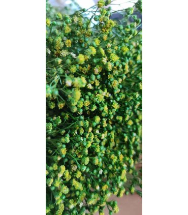 VERDISSIMO-BROOM VERT 30/60