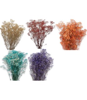 VERDISSIMO-GYPSOFILA 40/60