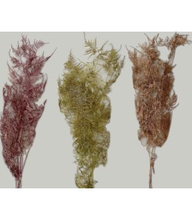 ASPARAGUS PAILLETÉ SECHE COULEURS le sachet 4/5 branches