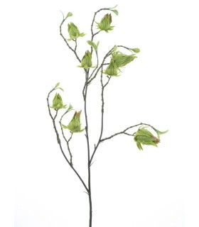 FLEUR PHYSALIS SAUVAGE 75CM à la pièce