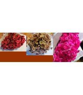 FLEUR GLIXIA-IMMORTELLE SECHEE 