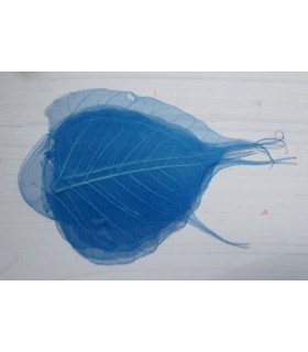 FEUILLE SKELETON COULEUR/ 200p