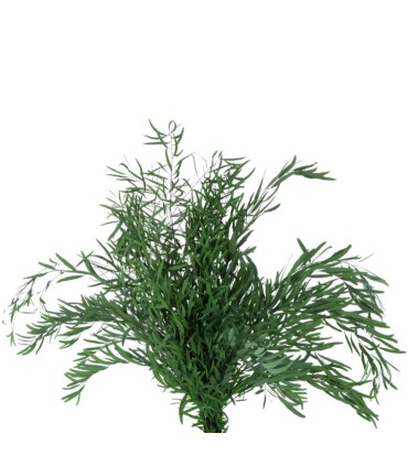 VERDISSIMO-NICOLY COULEUR /1P