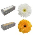VERDISSIMO-GERBERA BOITE 12P