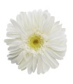 VERDISSIMO-GERBERA BOITE DE 4P