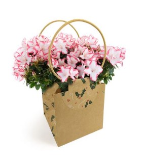 SAC EVIDENCE FANTAISIE MEDIUM /10P